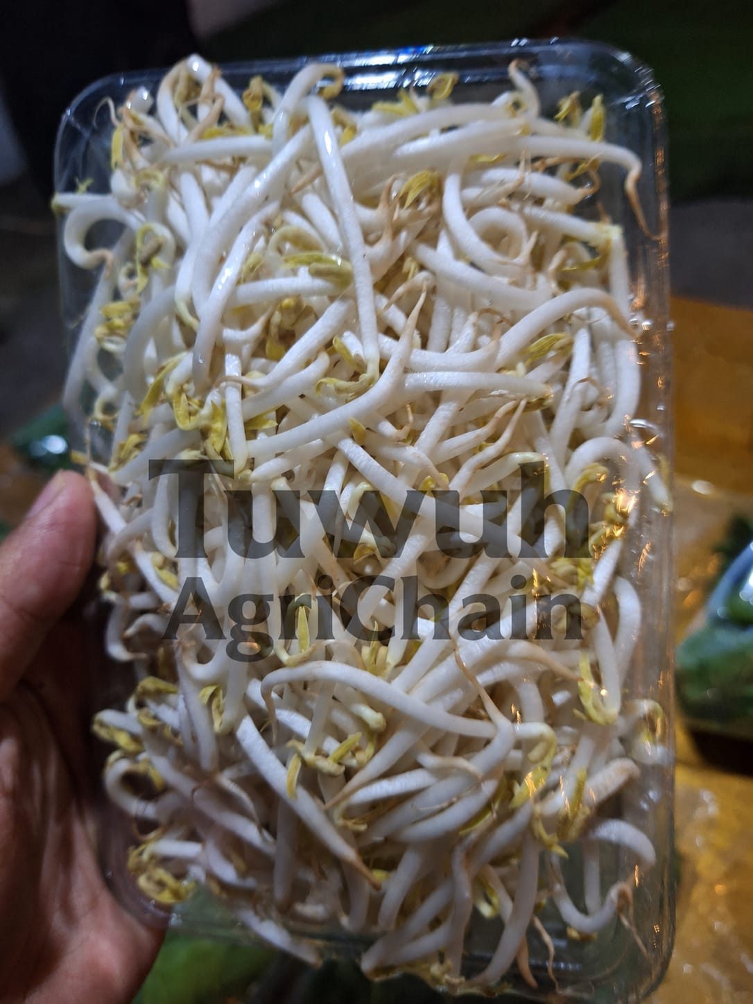 Tauge 7